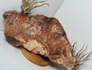 Petrified Wood